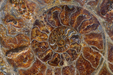 Détail d'une vue interne de coquille d'ammonite (surface polie)